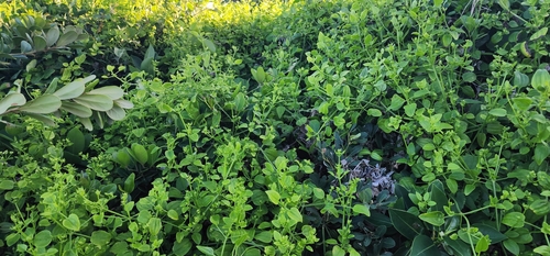 Image of Rubia cordifolia by (c) Suvarna Parbhoo Mohan, some rights reserved (CC BY-SA)