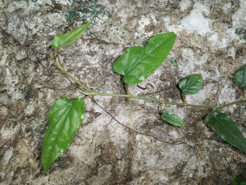 Piper longum iNat (2)