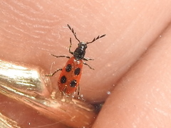 Pelonides quadripunctata