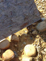 Peromyscus fraterculus