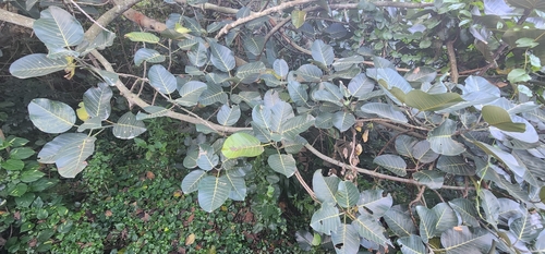 Image of Ficus trichopoda by (c) Suvarna Parbhoo Mohan, some rights reserved (CC BY-SA)