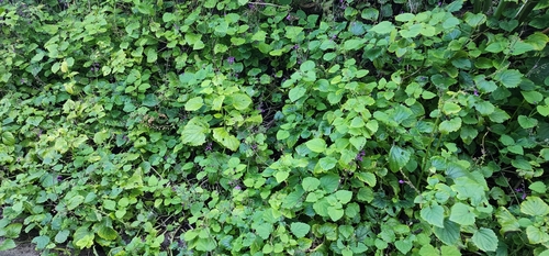 Equilabium petiolare, photograph 5