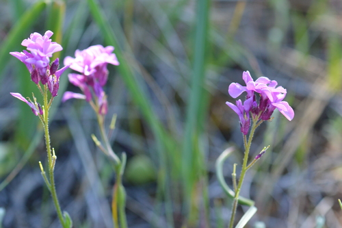 Image of Arabis aculeolata by (c) David Anderson, some rights reserved (CC BY)