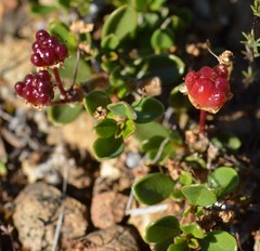 Ceanothus pumilus