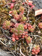 Sedum