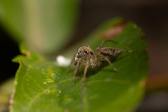 Saitis variegatus