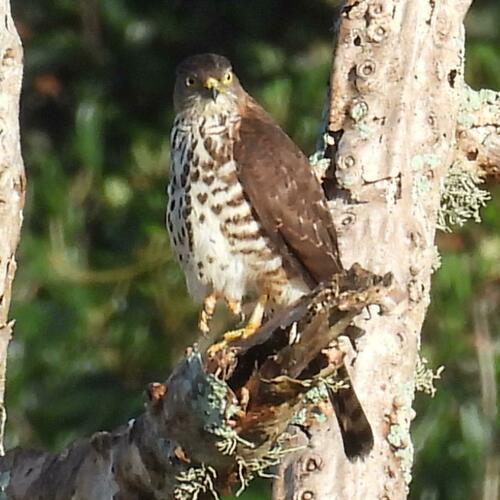 Little Sparrowhawk (Tachyspiza minulla), photo 8