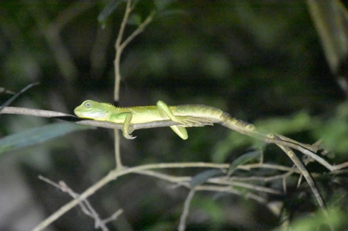 Asian Water Dragon