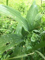 Polygonatum biflorum commutatum