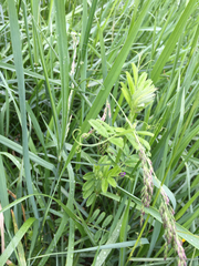 Vicia sativa nigra