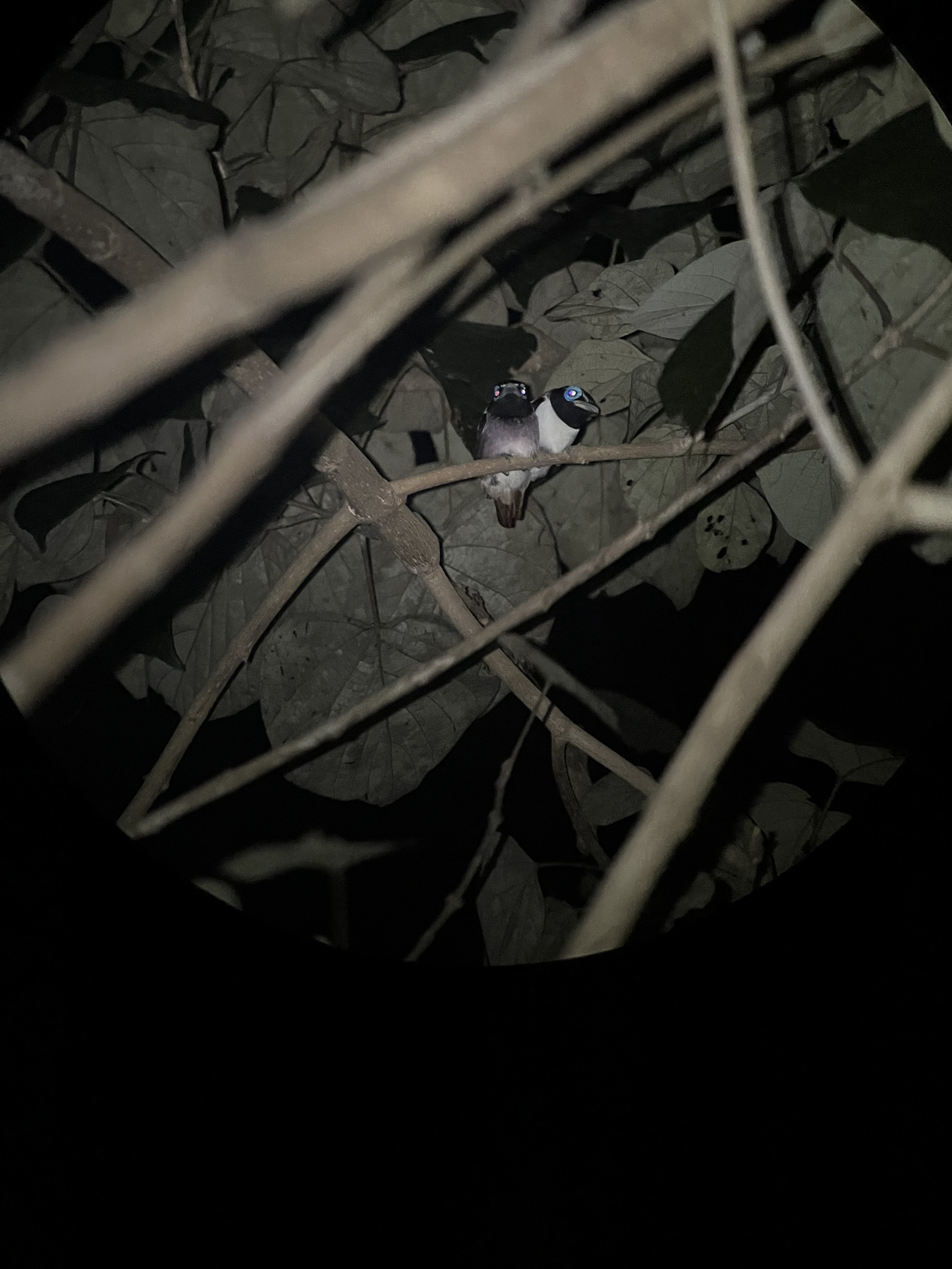 Visayan Broadbill (Sarcophanops samarensis), photo 3