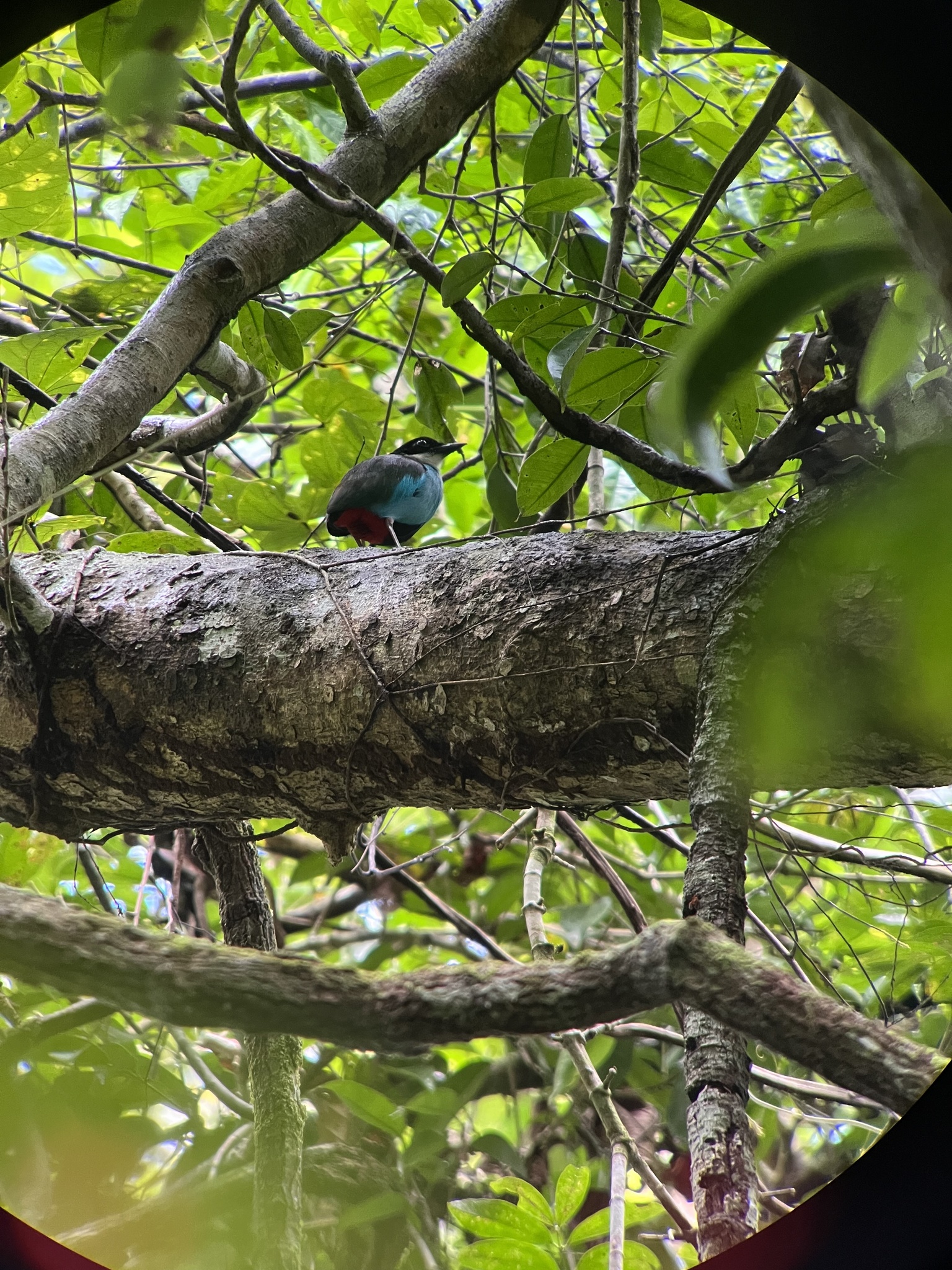 Azure-breasted Pitta (Pitta steerii), photo 4