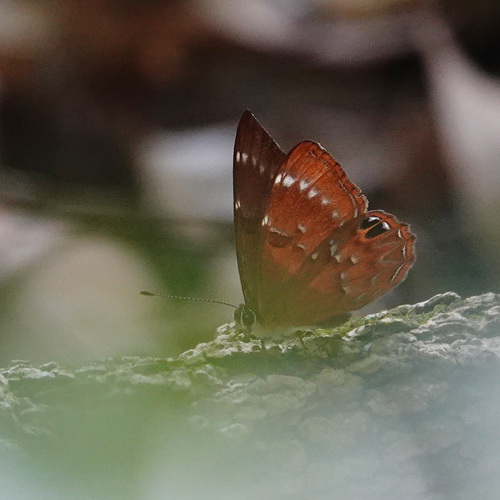 Abisara burnii