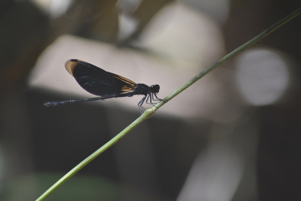 Euphaea hirta