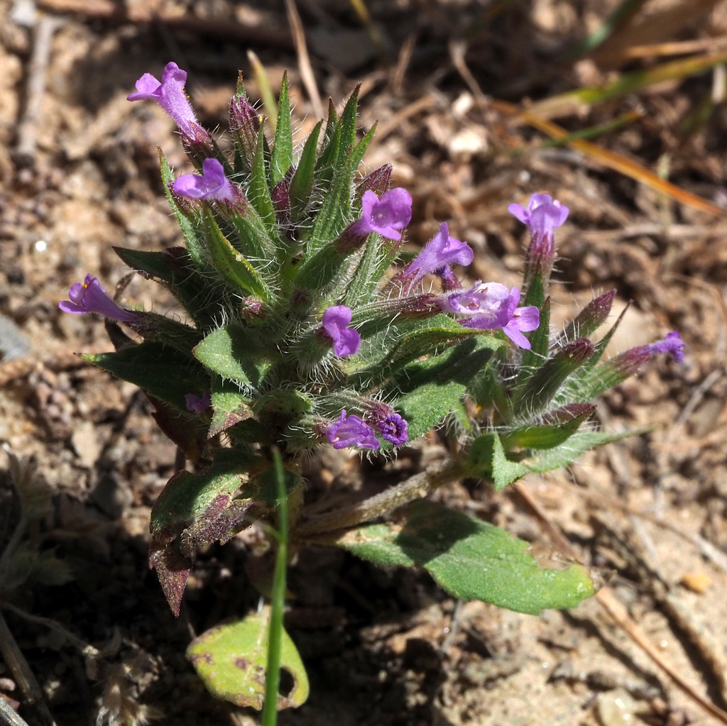 Spear-leaved Ziziphora