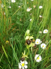 Ophrys sphegodes sphegodes