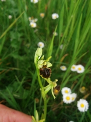 Ophrys sphegodes sphegodes
