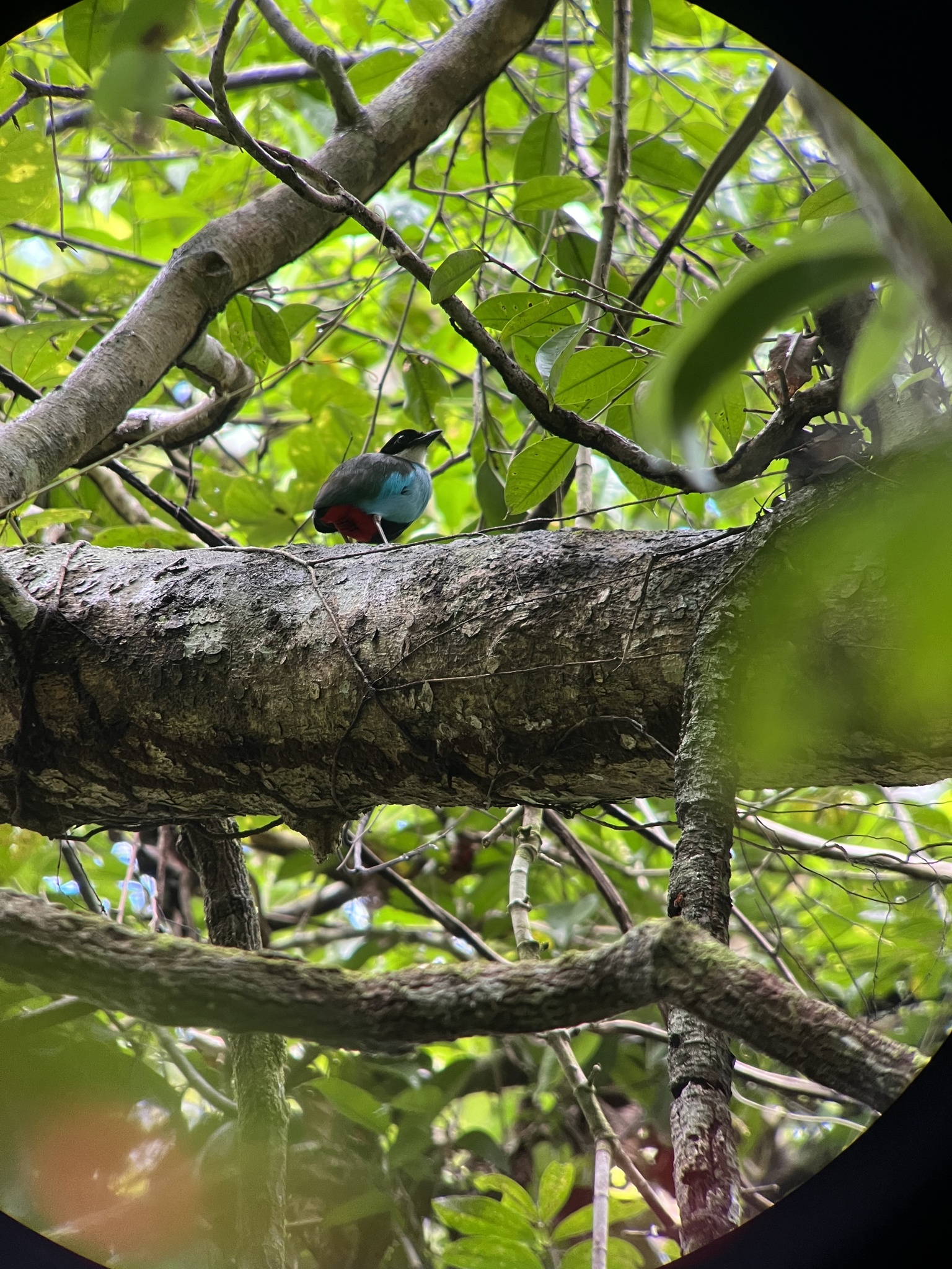 Azure-breasted Pitta (Pitta steerii), photo 5