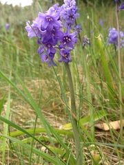Hyacinthoides