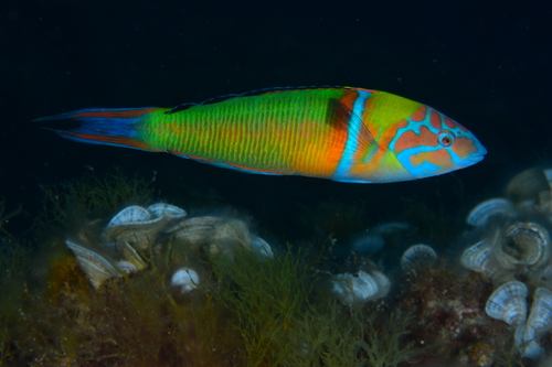 Ornate wrasse