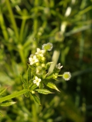 Galium aparine