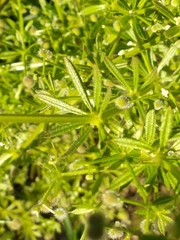 Galium aparine