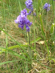 Hyacinthoides