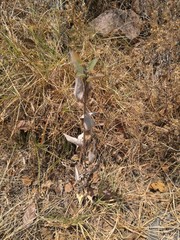 Lagascea heteropappus