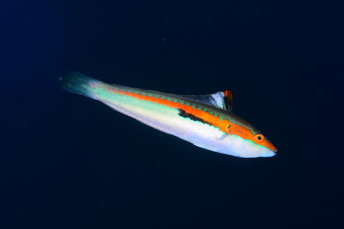 Mediterranean Rainbow Wrasse, photo 4 of 10