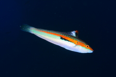 Rainbow Wrasse photo 4