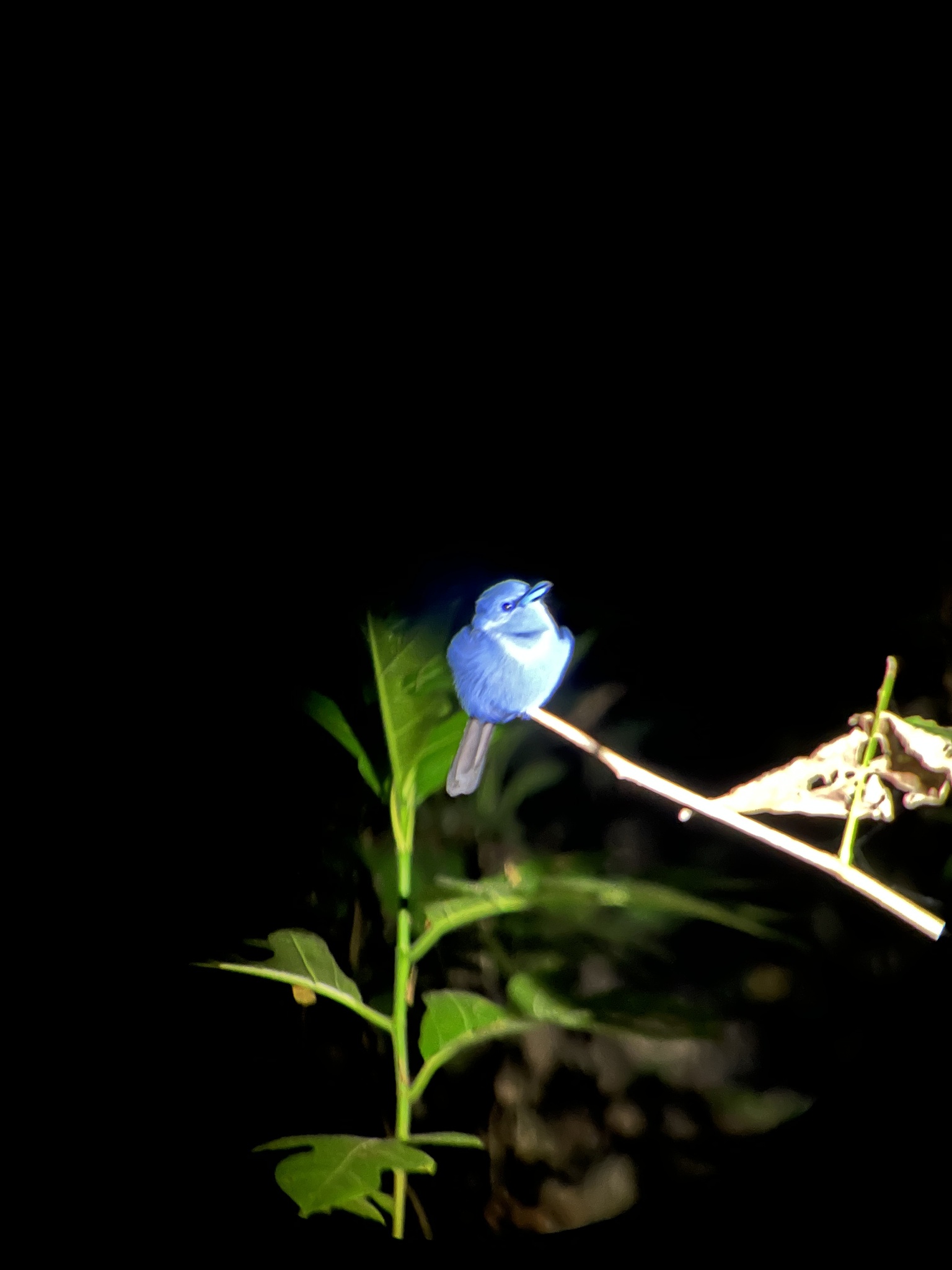 Blue Paradise Flycatcher (Terpsiphone cyanescens), photo 3