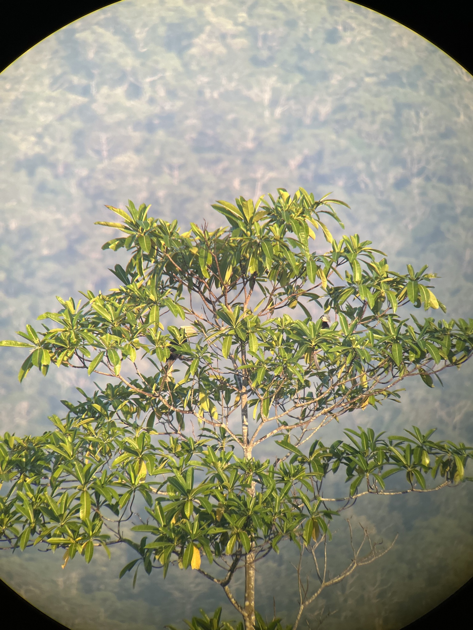 Palawan Hornbill (Anthracoceros marchei), photo 3