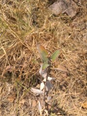 Lagascea heteropappus