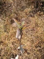 Lagascea heteropappus