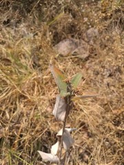 Lagascea heteropappus