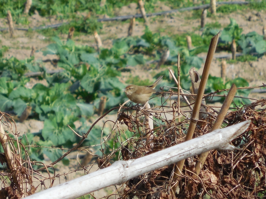 Typical Bush Warblers from Ningde, CN-FJ, CN on January 25, 2023 at 09: ...