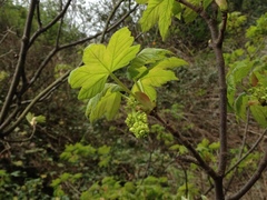 Acer pseudoplatanus
