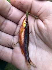 Notropis lutipinnis