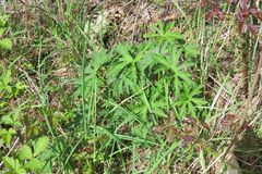 Geranium oreganum
