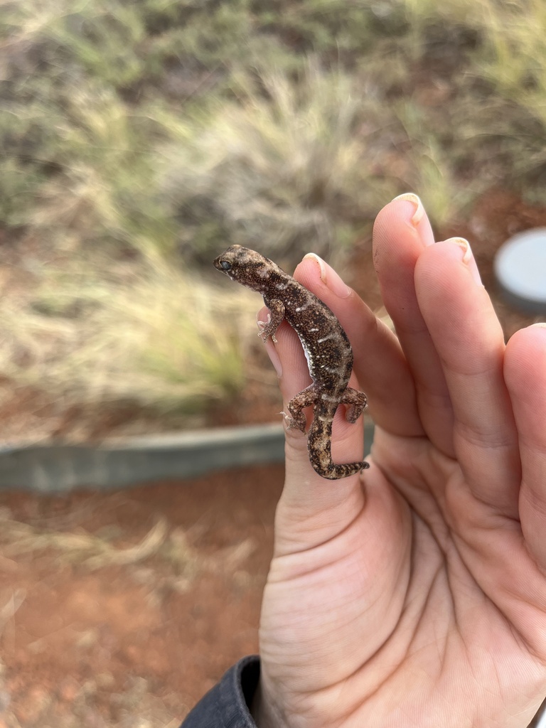 Brigalow Beaked Gecko