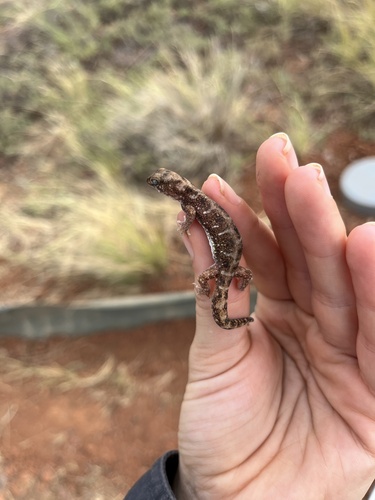 Brigalow Beaked Gecko, Rhynchoedura mentalis