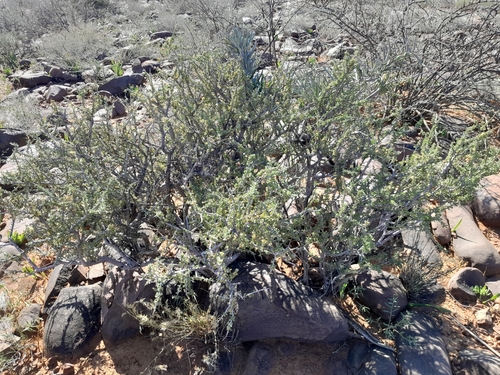 Image of Boscia foetida by no rights reserved
