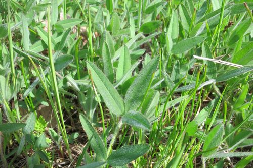 Trifolium eriocephalum ssp. eriocephalum