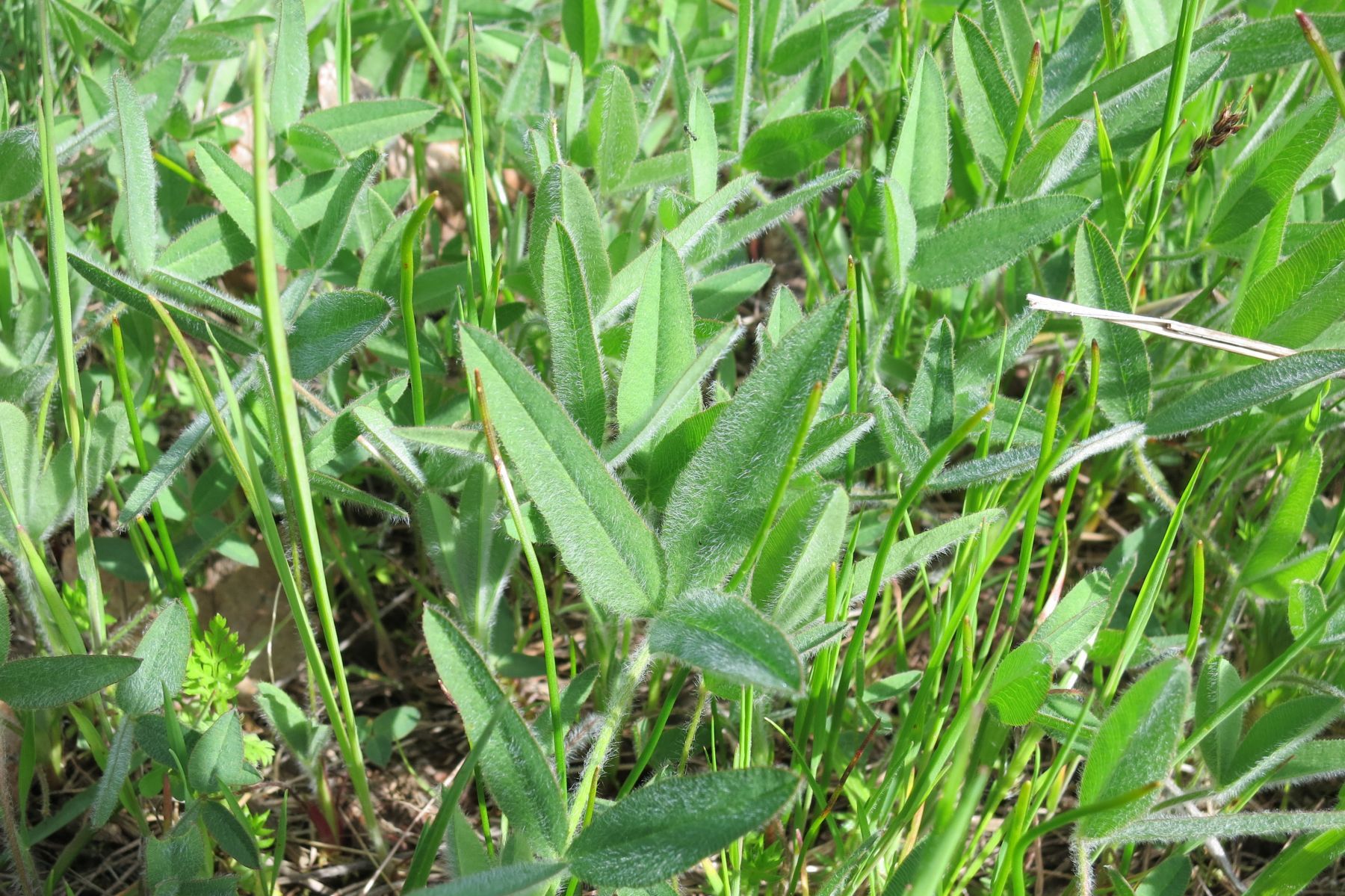Trifolium eriocephalum ssp. eriocephalum