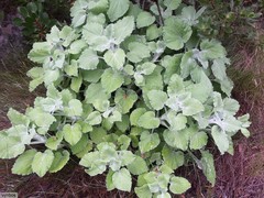 Senecio verbascifolius