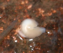 Dendrocoelum lacteum