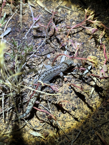 Chain-backed Dtella, Gehyra catenata