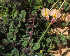 Onobrychis wettsteinii