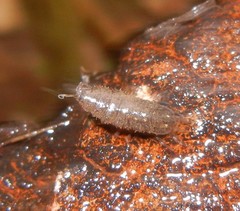 Asellus aquaticus
