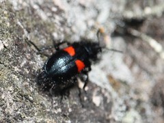 Astylus aulicus